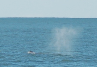 1.1.2016 - From Humboldt Bay North Jetty