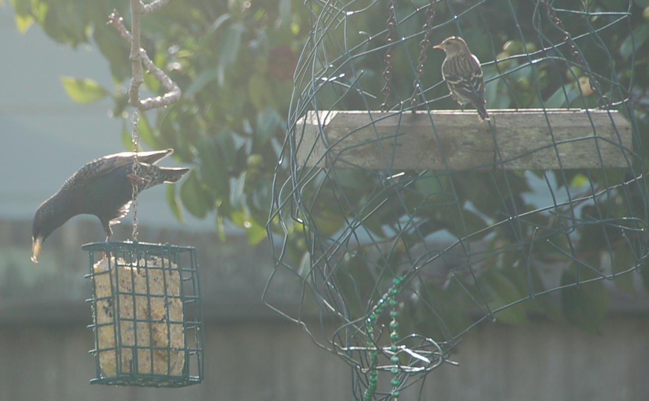 Starling Jan 7 2016