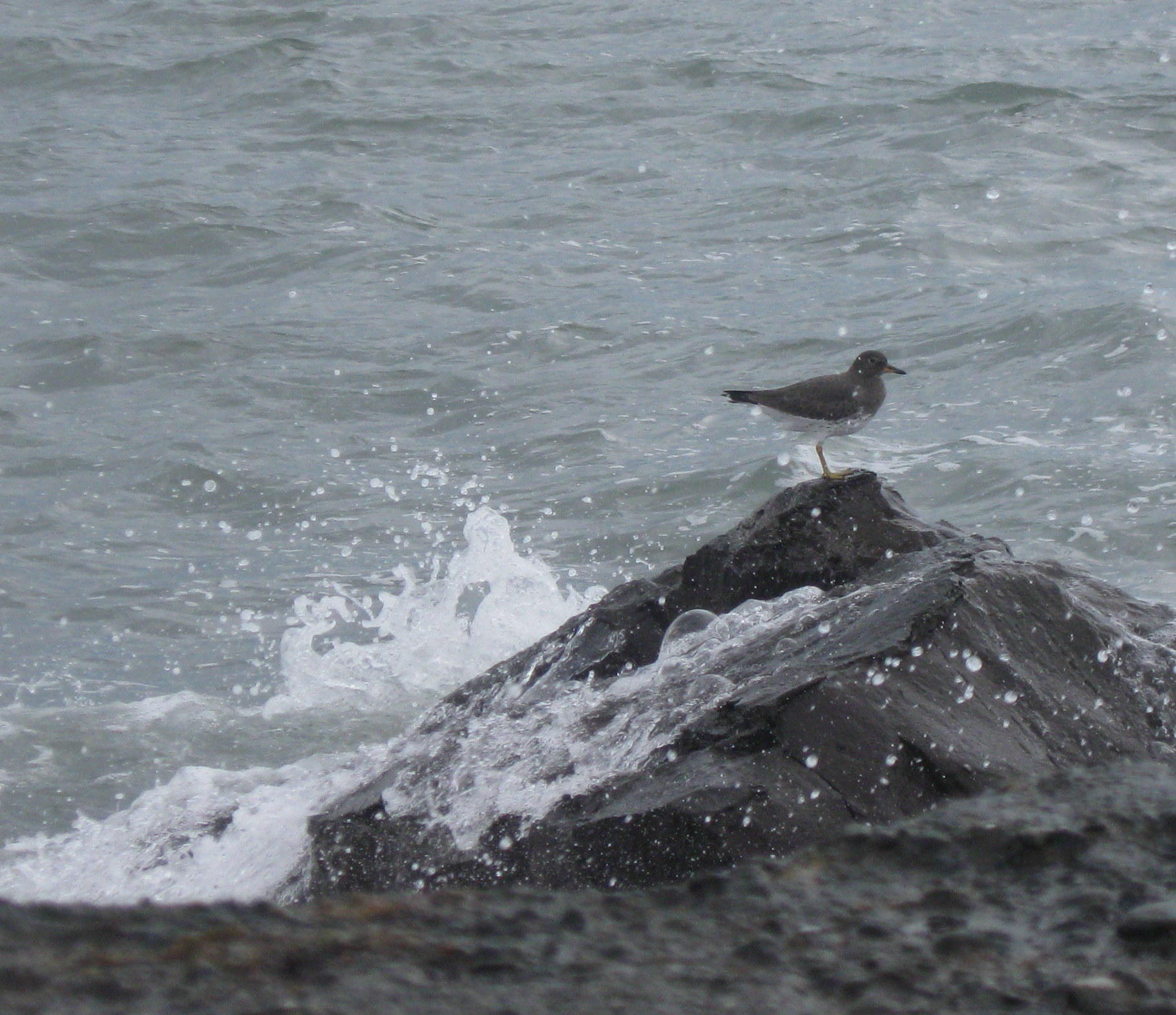 North Jetty 1.1.2017