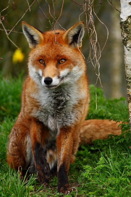 'Frodo' portrait