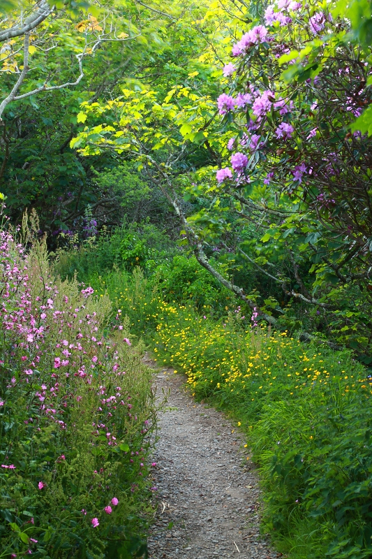 Summer footpath