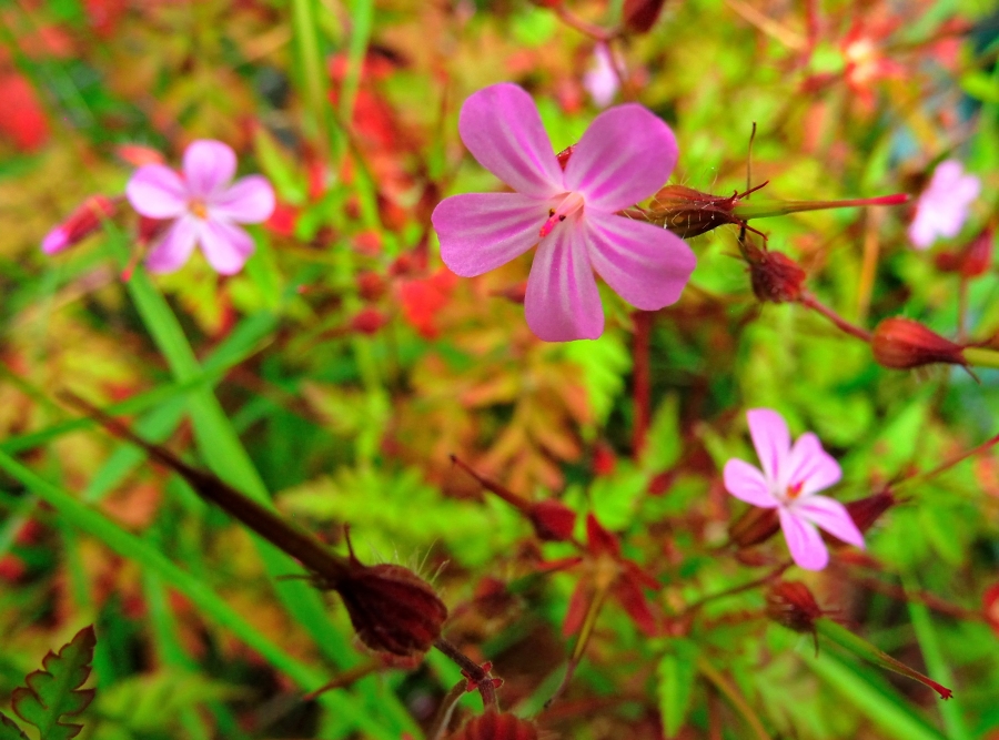 Herb Robert (Geranium robertianum)