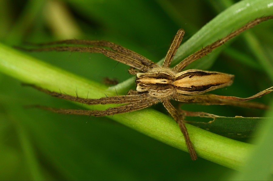 Nursery web spider (Pisaura mirabilis)