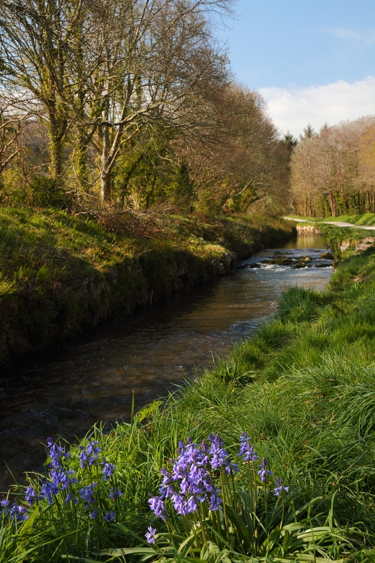 St Austell River and Bluebells
