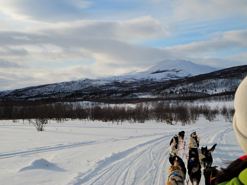 Dog-sledding in Abisko, Sweden