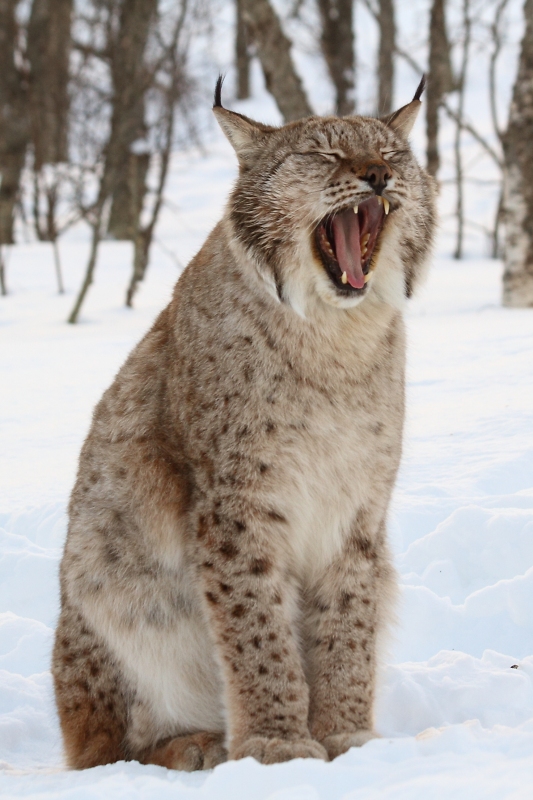 Yawning lynx