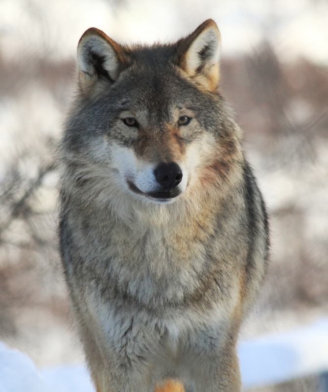 Grey Wolf portrait
