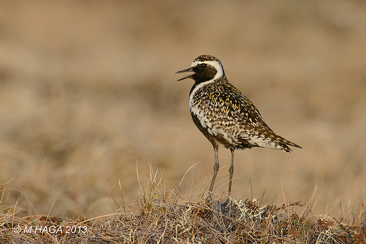 Pacific Golden Plover