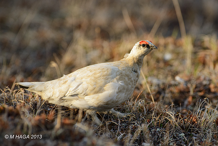 Rock Ptarmigan, male