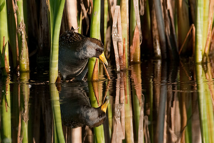 Sora, Lakewood Park, Saskatoon