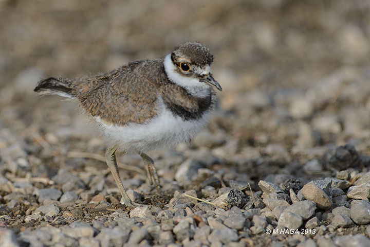 Killdeer chick