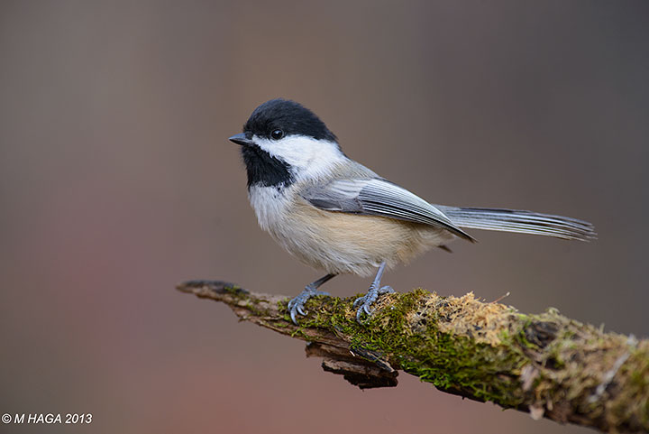 Black-capped Chickadee