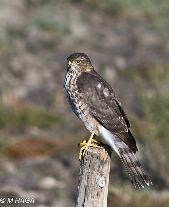 Sharp-shinned Hawk, Blackstrap, Saskatchewan