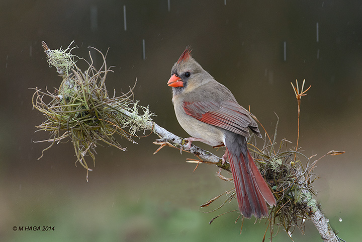 Northern Cardinal, female, Texas