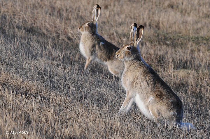 Jack Rabbits