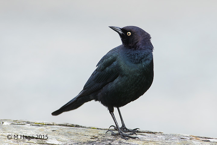 Brewers Blackbird, male