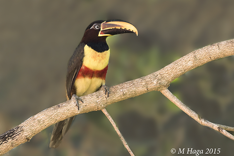 Chestnut-eared Aracari, Pantanal