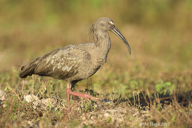 Plumbeous Ibis, Pantanal