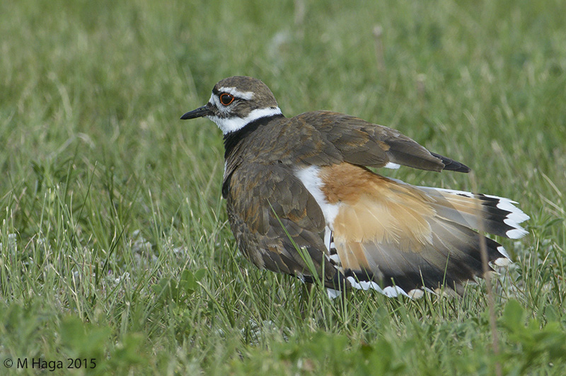 Killdeer displaying trying to draw me away from the nest
