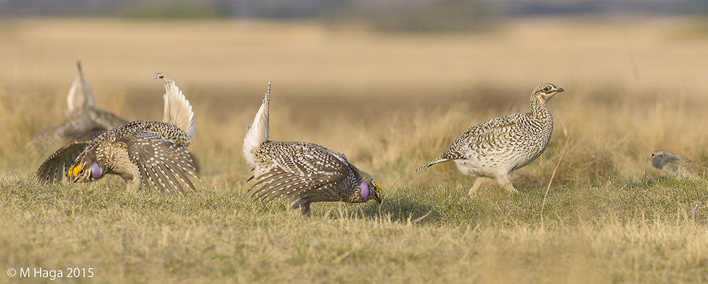 Sharp-tailed Grouse