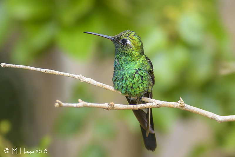 Cuban Emerald Hummingbid