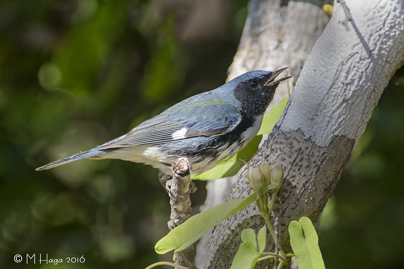 Black-throated Blue Warbler, male