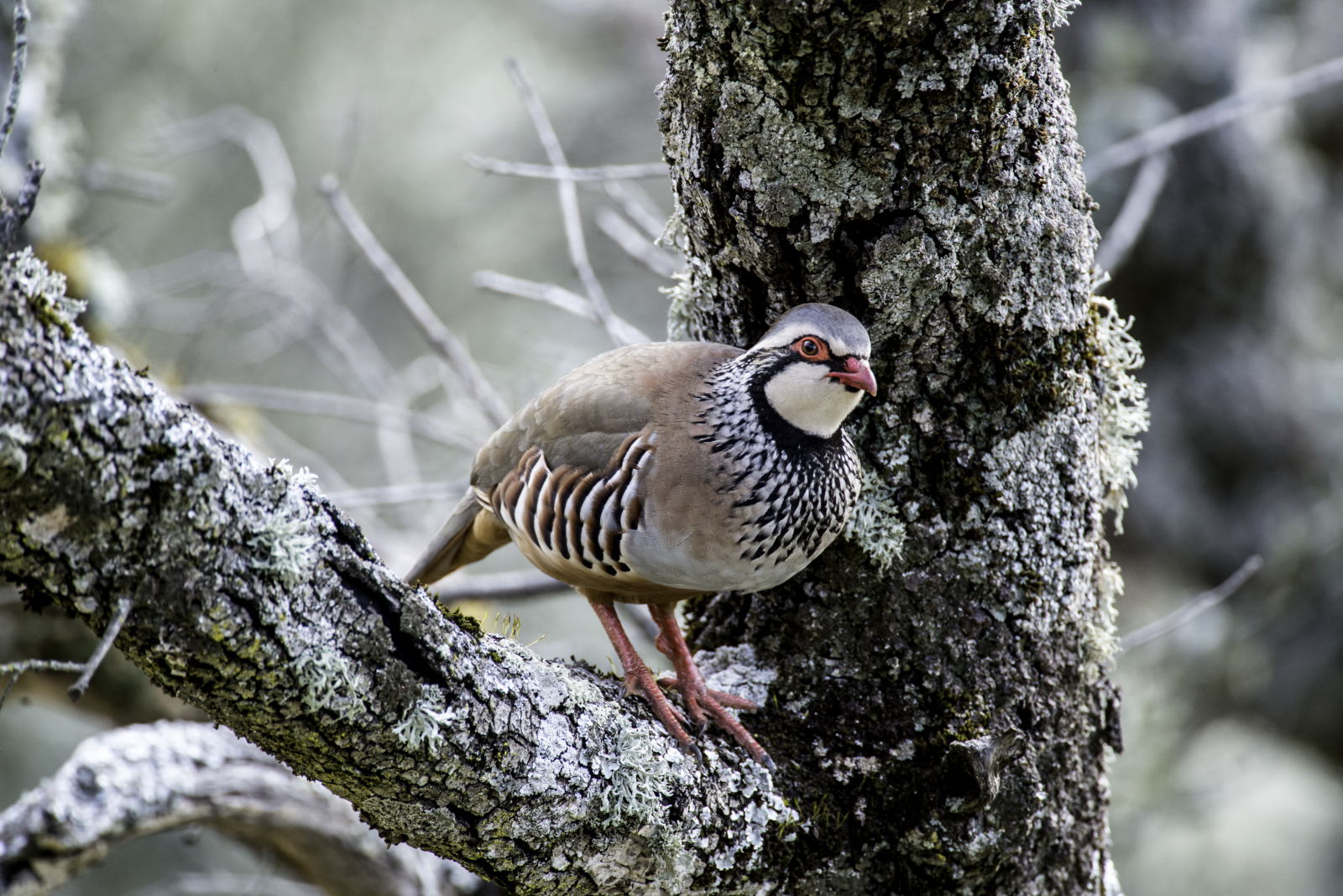 Red-legged Partridge