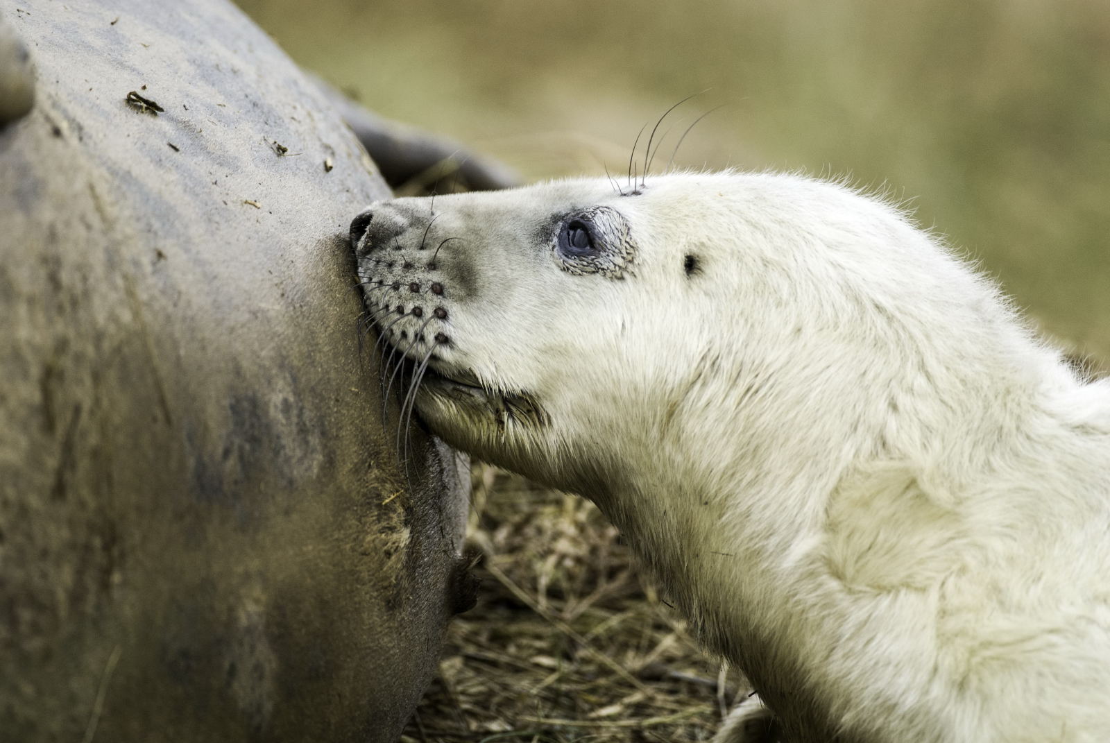 Grey Seal