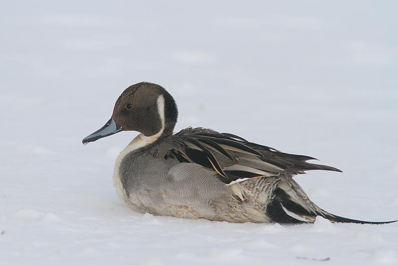 Canard pilet