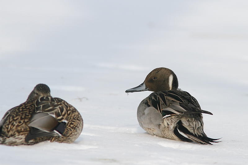 Canard pilet