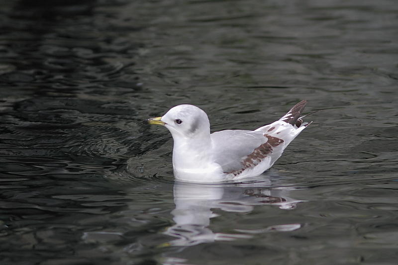 Mouette tridactyle