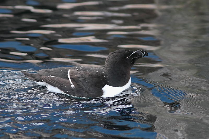 Petit Pingouin