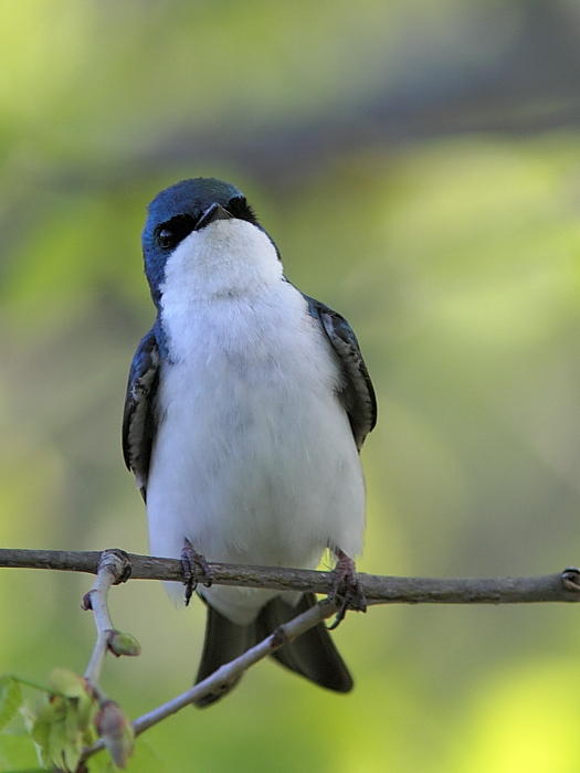 Hirondelle bicolore