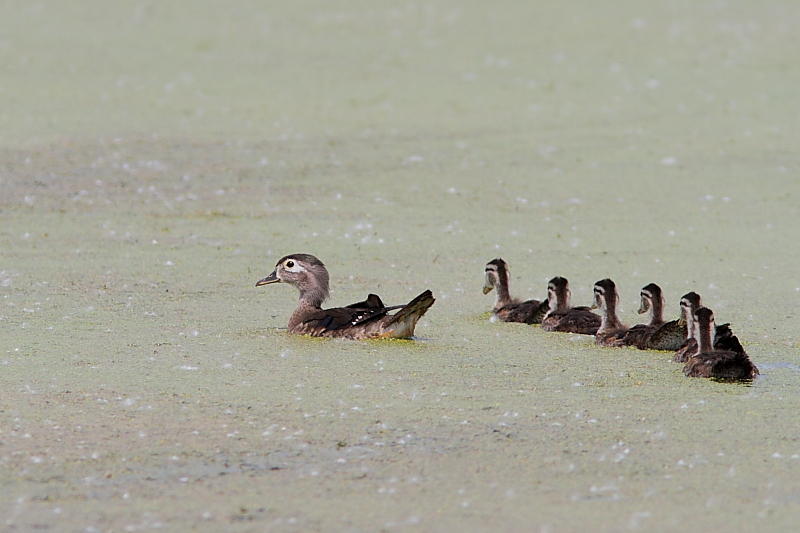 Canard branchu