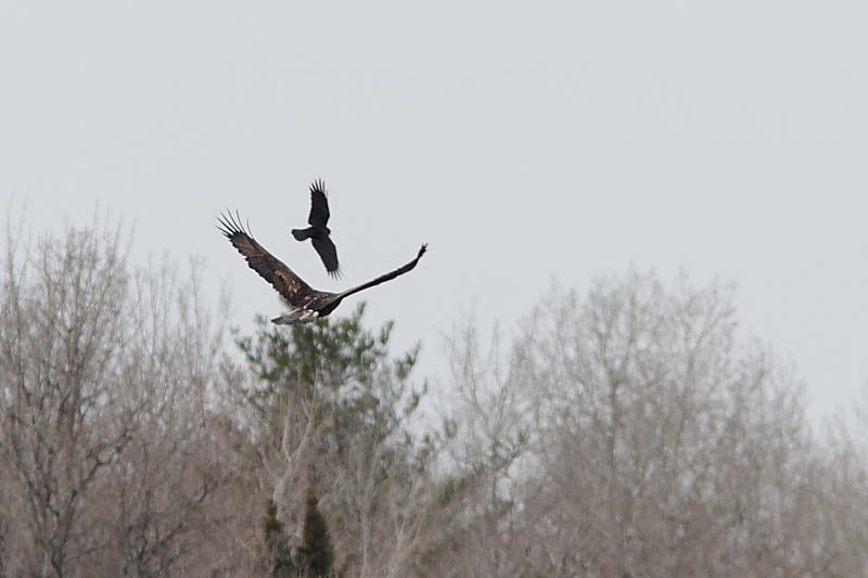 Aigle royal, Grand Corbeau
