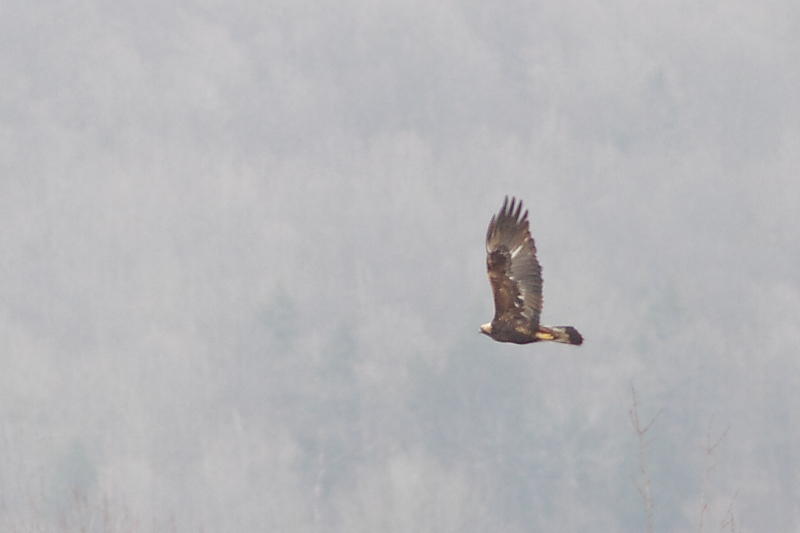 Aigle royal