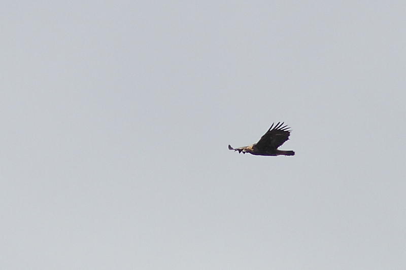 Aigle royal