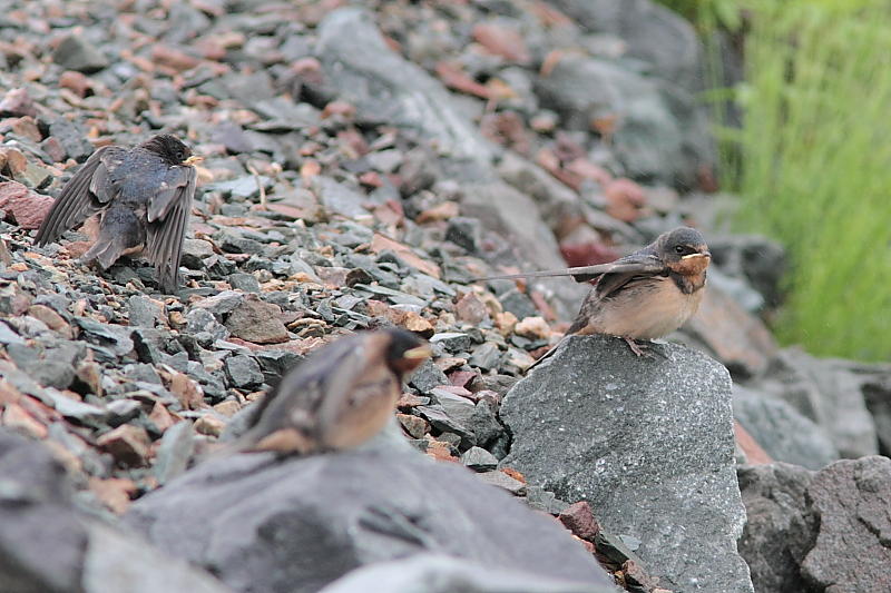Hirondelle rusitque