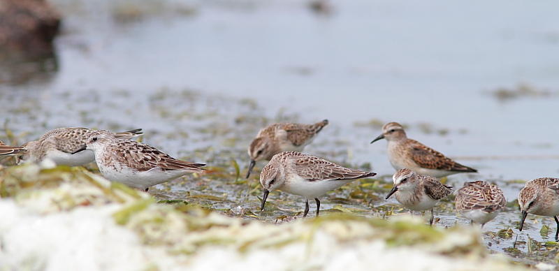 Oiseaux de rivage