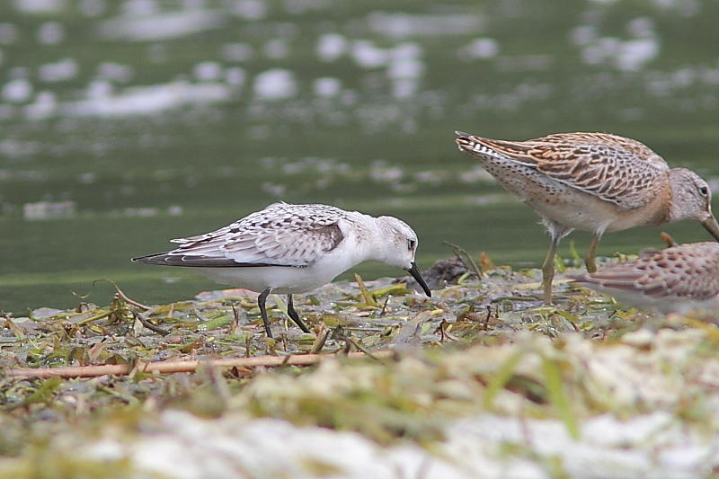 Bcasseau sanderling
