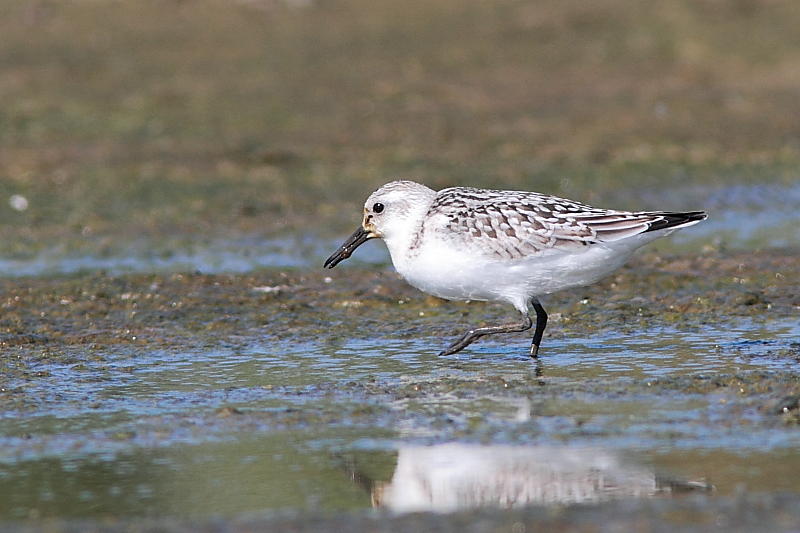 Bcasseau sanderling