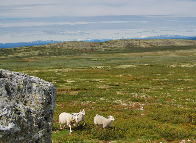 Fr i Rondane