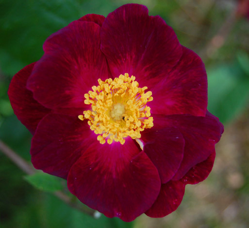Rosa Violacea, gallicarose 