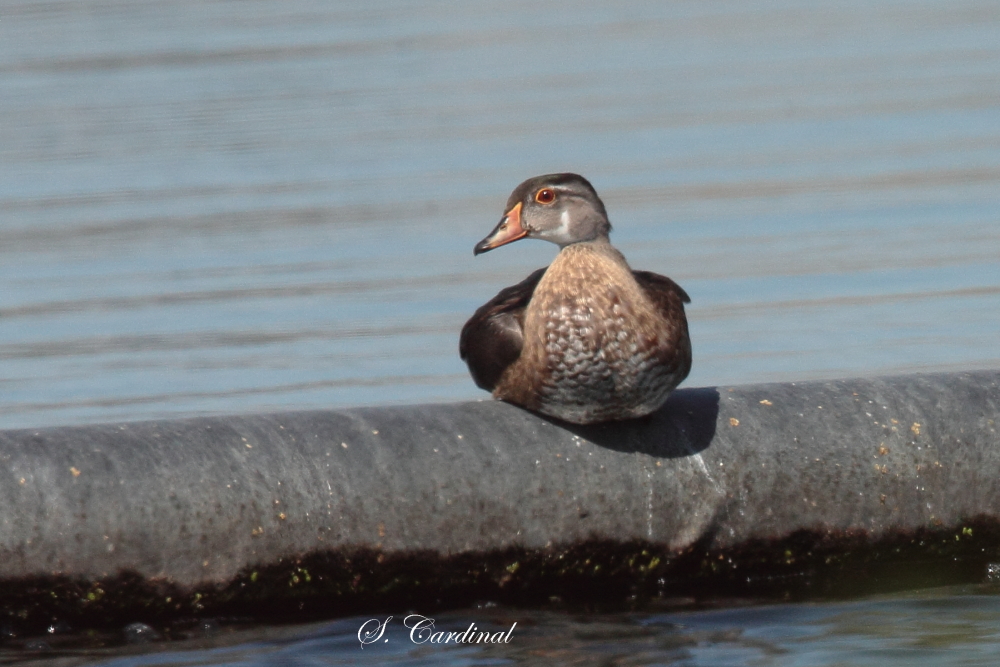 2013 Canard branchu 01.JPG