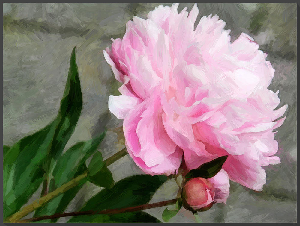 Pink Peony by Chris Duffy, June, 2016