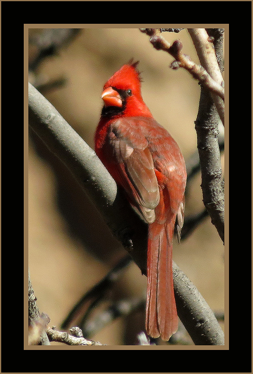 Northern Cardinal - Arizona