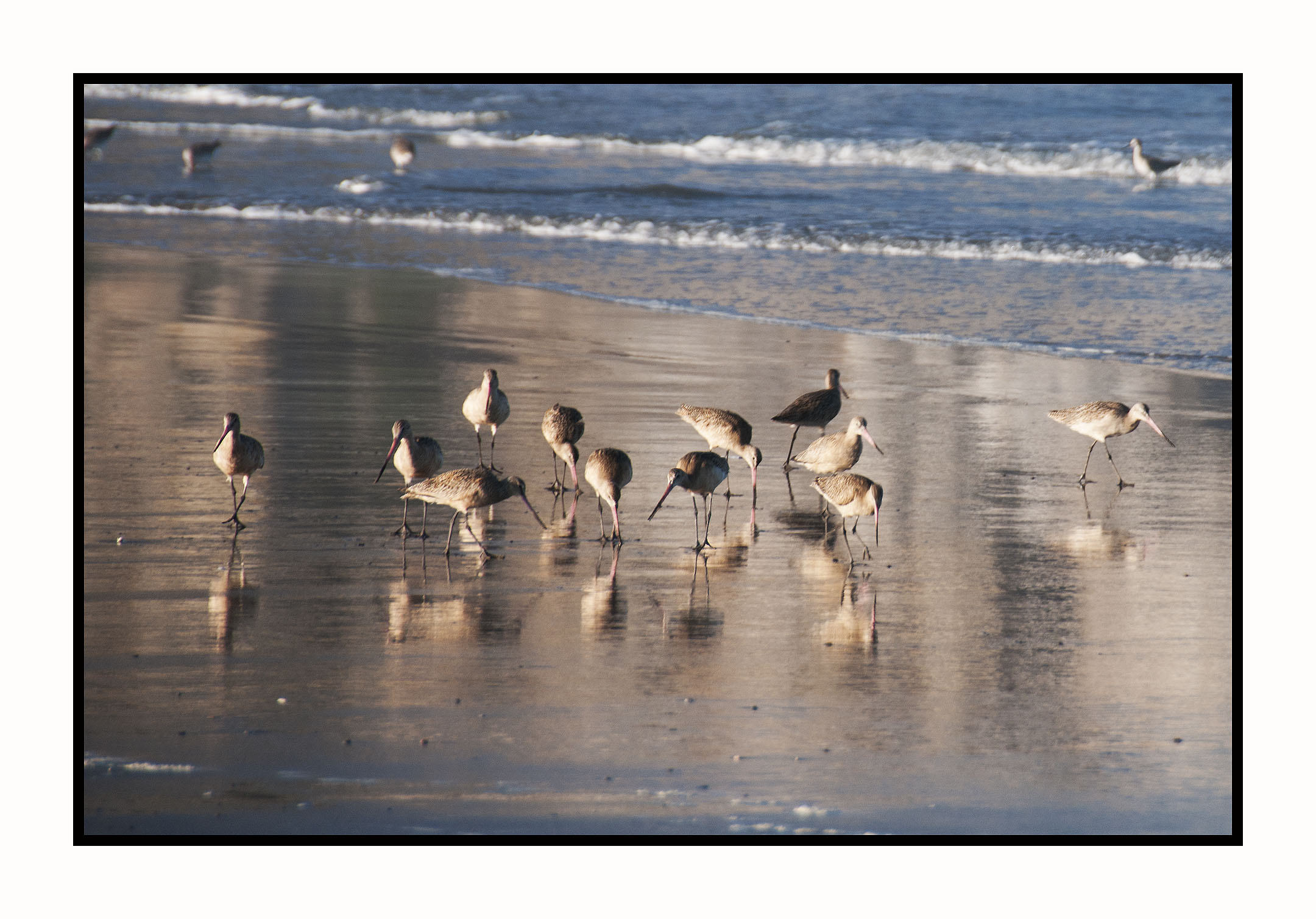 MB67 Marbled Godwits