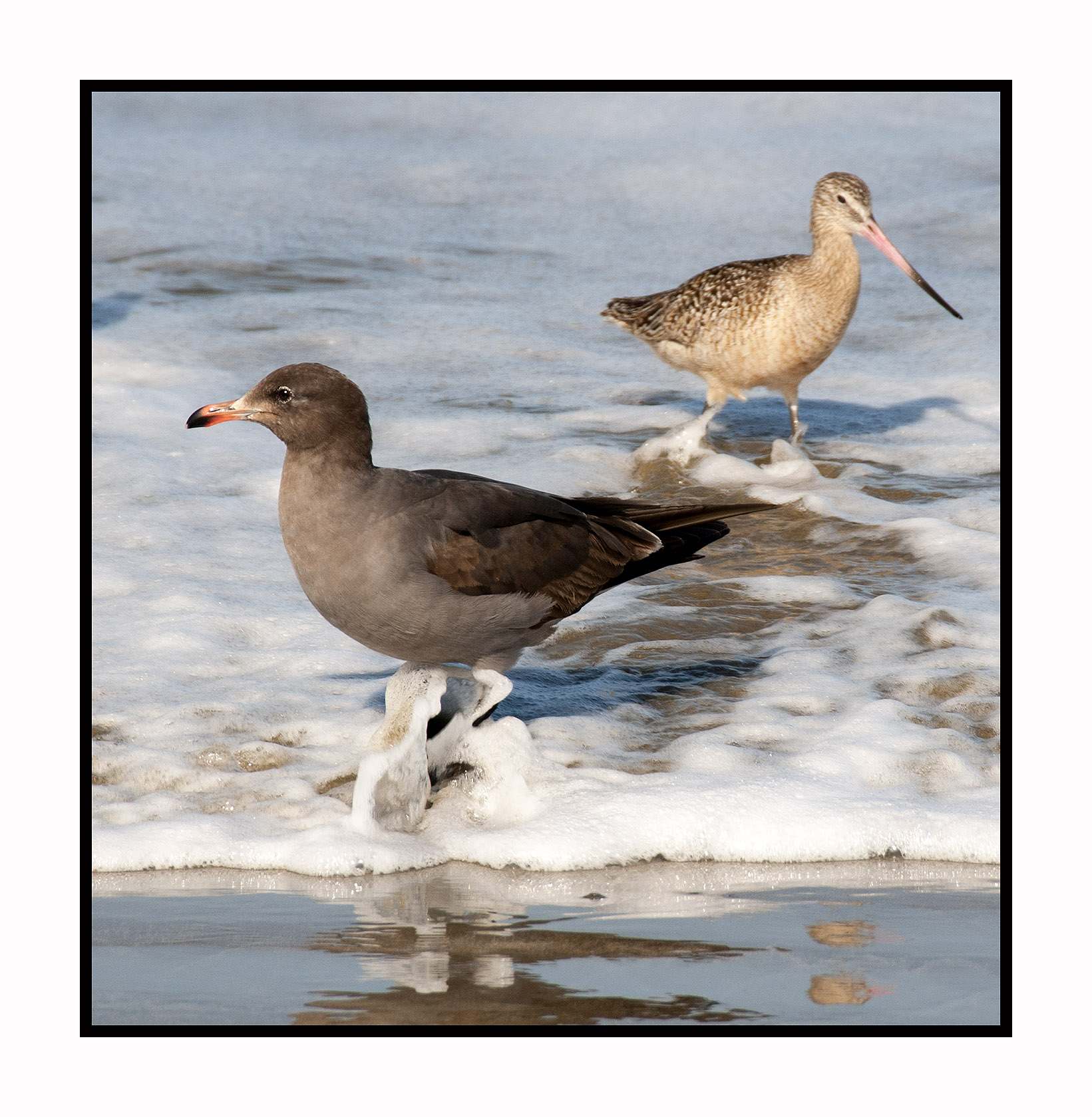 MB176 Second Year Heermanns Gull & Marbled Godwit