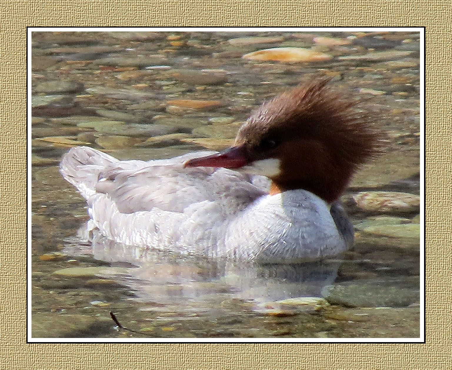 024 GJGAR Female Common Merganser