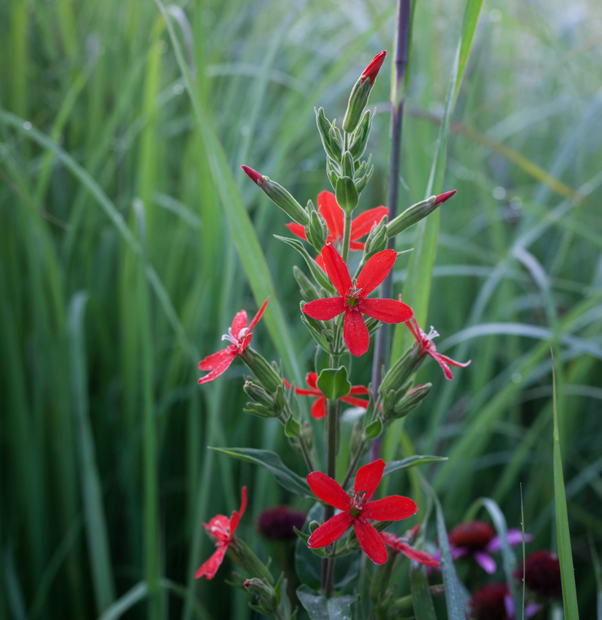 Royal Catchfly 